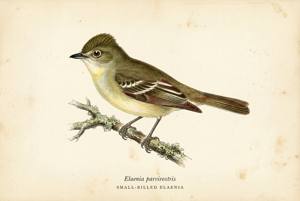Small-billed Elaenia illustration