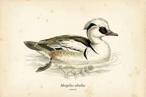 Smew illustration