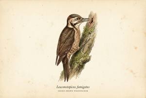 Smoky-brown Woodpecker illustration