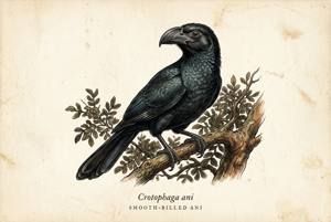 Smooth-billed Ani illustration