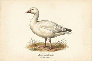 Snow Goose illustration