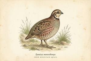 Snow Mountain Quail illustration