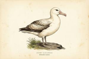 Snowy Albatross illustration
