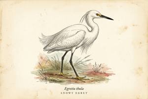Snowy Egret illustration
