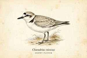 Snowy Plover illustration