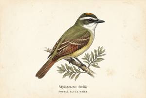 Social Flycatcher illustration