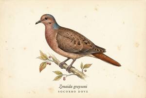 Socorro Dove illustration