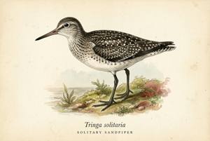 Solitary Sandpiper illustration