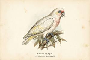 Solomons Corella illustration