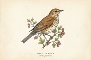 Song Thrush illustration