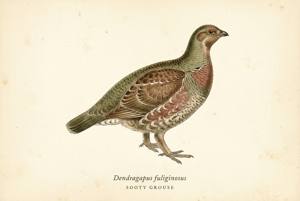 Sooty Grouse illustration