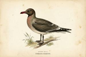 Sooty Gull illustration