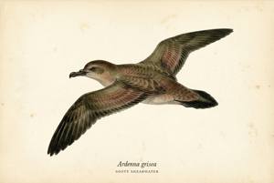 Sooty Shearwater illustration
