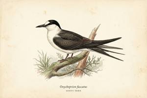 Sooty Tern illustration