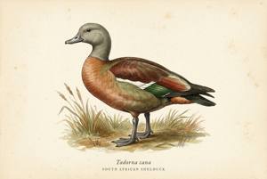 South African Shelduck illustration