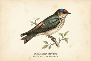 South African Swallow illustration