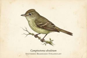 Southern Beardless-Tyrannulet illustration