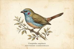Southern Cordonbleu illustration