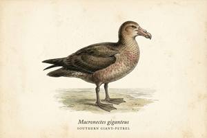 Southern Giant-Petrel illustration