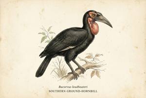 Southern Ground-Hornbill illustration