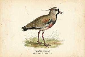 Southern Lapwing illustration
