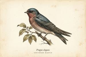 Southern Martin illustration