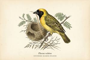 Southern Masked-Weaver illustration