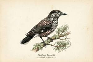 Southern Nutcracker illustration