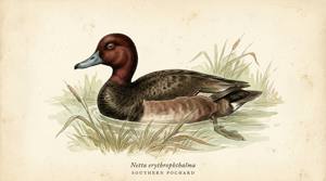 Southern Pochard illustration