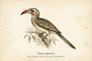 Southern Red-billed Hornbill illustration