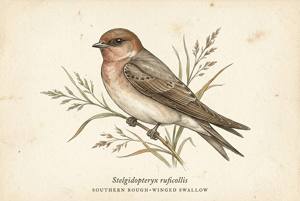 Southern Rough-winged Swallow illustration