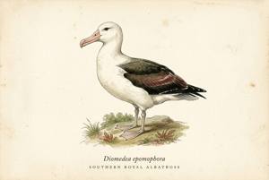 Southern Royal Albatross illustration