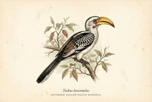 Southern Yellow-billed Hornbill illustration