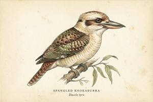 Spangled Kookaburra illustration