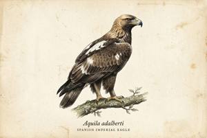 Spanish Eagle illustration