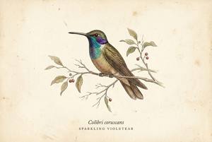 Sparkling Violetear illustration