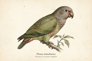 Speckle-faced Parrot illustration