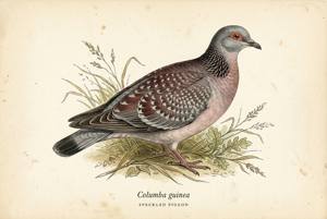 Speckled Pigeon illustration