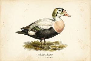 Spectacled Eider illustration