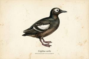 Spectacled Guillemot illustration