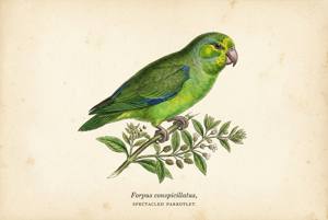 Spectacled Parrotlet illustration