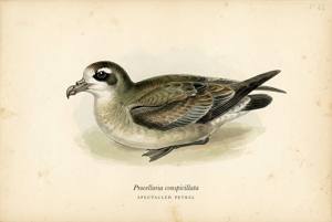 Spectacled Petrel illustration