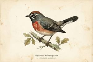 Spectacled Redstart illustration