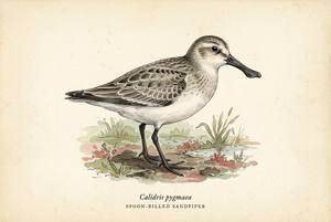 Spoon-billed Sandpiper illustration