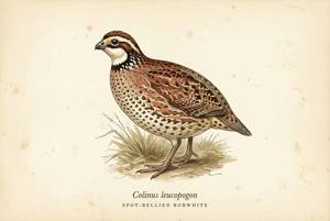 Spot-bellied Bobwhite illustration