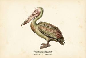 Spot-billed Pelican illustration