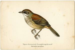 Spot-breasted Laughingthrush illustration