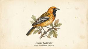 Spot-breasted Oriole illustration