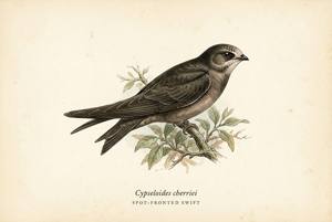 Spot-fronted Swift illustration