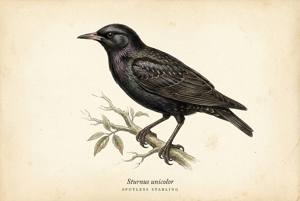 Spotless Starling illustration